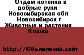 Отдам котенка в добрые руки. - Новосибирская обл., Новосибирск г. Животные и растения » Кошки   